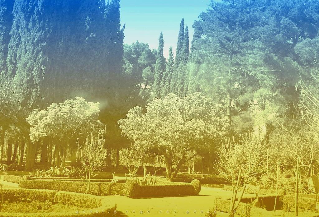 Tlemcen 502- Jardin public COLLECTION DES AMIS DE ND DE SANTA CRUZ.jpg